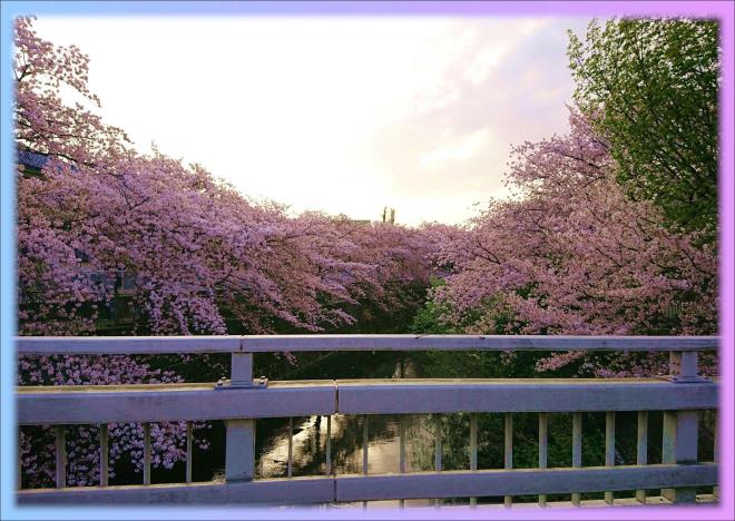 町田市 恩田川の桜 ダイハツ東京